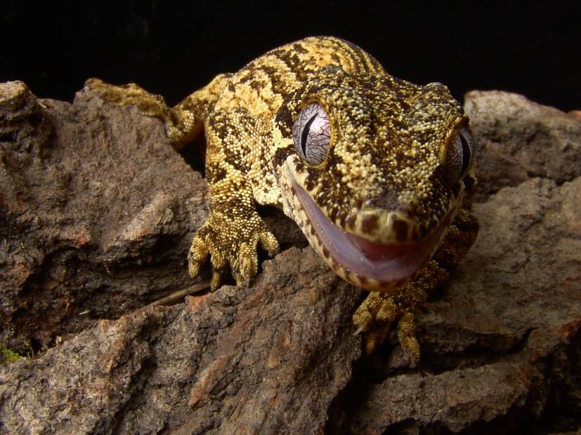 Gargoyle Gecko