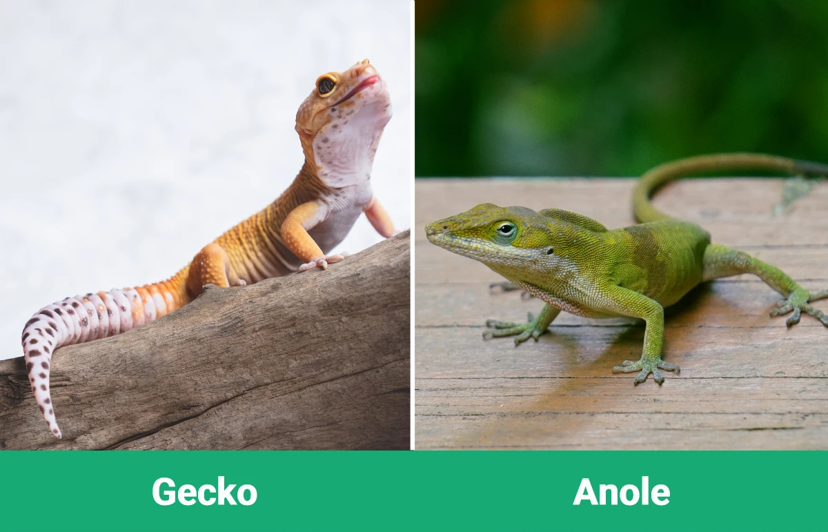 Gecko vs Anole - Visual Differences
