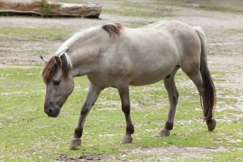 Georgian Grande Horse