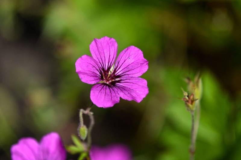 Geranium plant outdoors