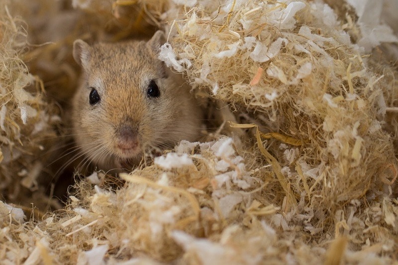 Gerbil