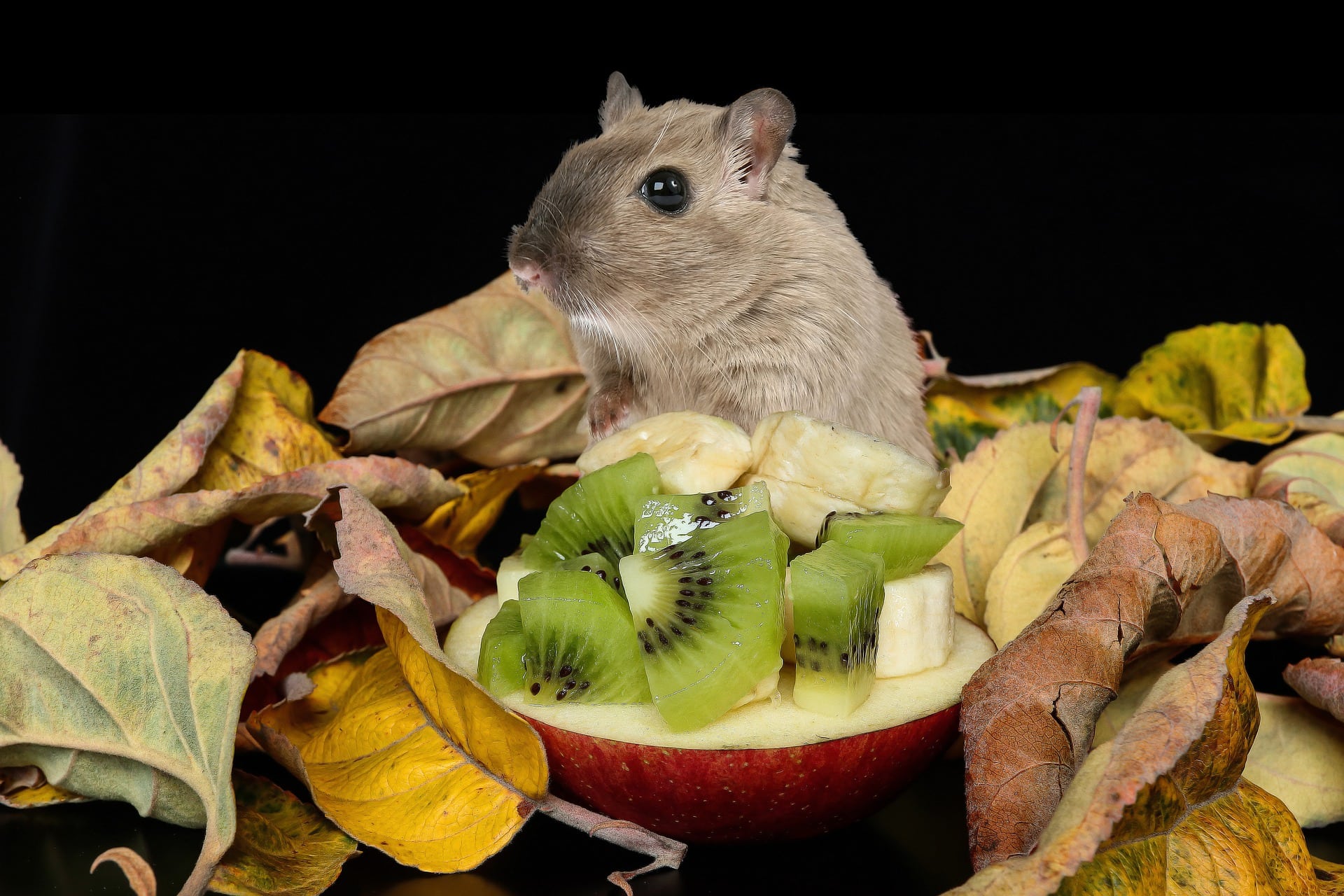 Gerbil surrounded by food 