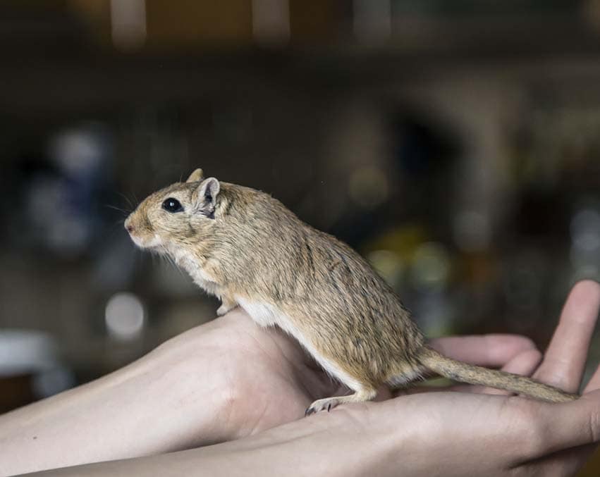 Gerbil close up