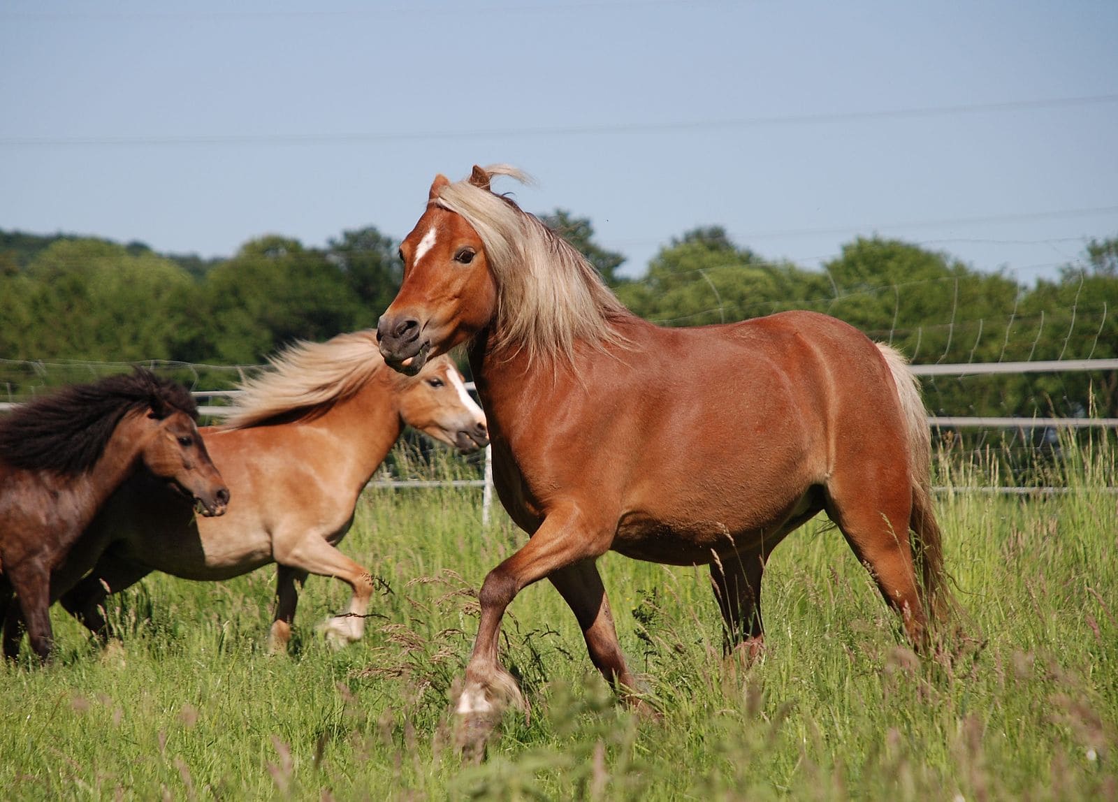 German Classic Pony