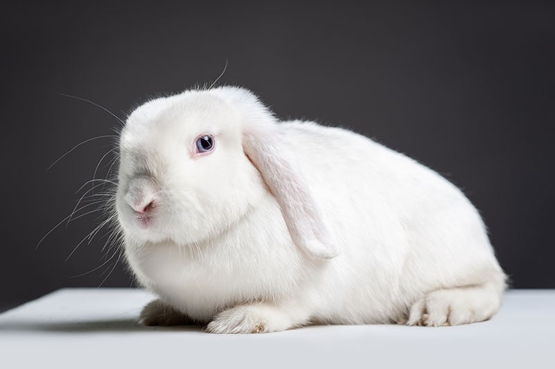 German Lop Eared Rabbit_tanya.asfir