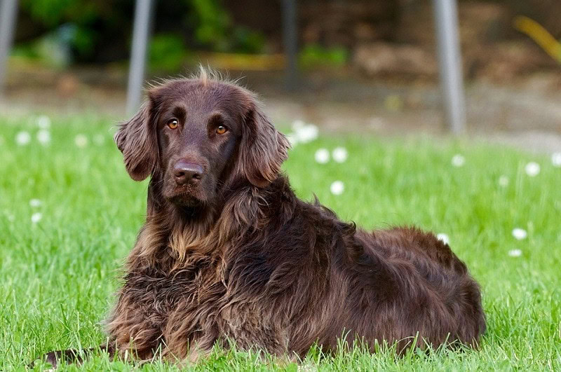 German Pointer