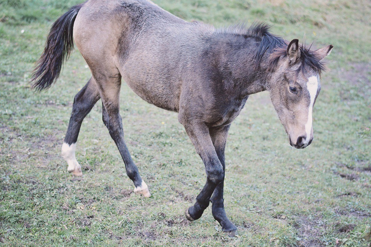 German Riding Pony