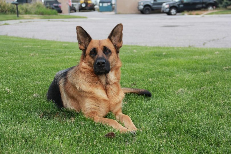 German Shepherd_Pixabay