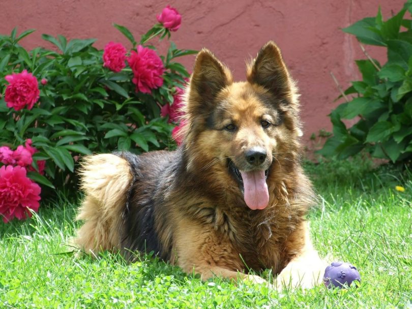 German Shepherd
