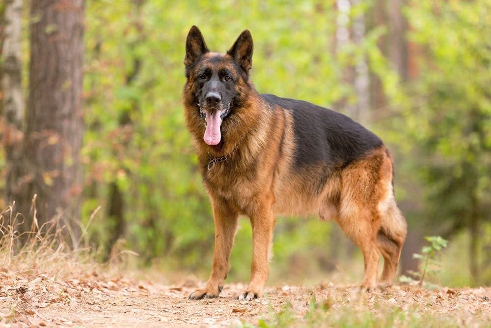 german shepherd