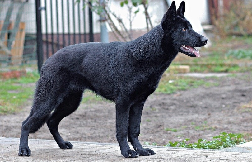 German Shepherds_Yama Zsuzsanna Márkus, Pixabay