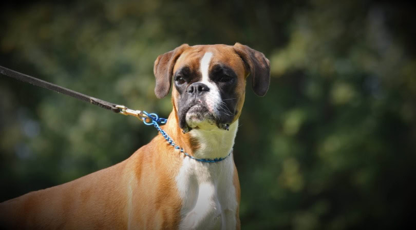 German boxer on a leash