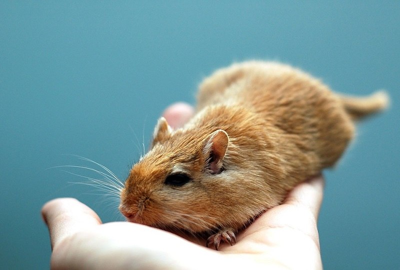 Gerrbil