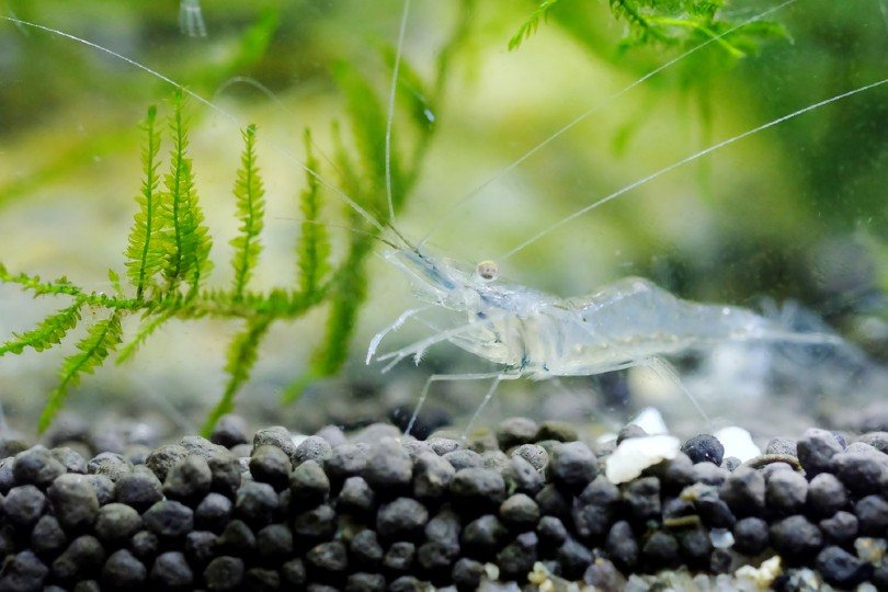 Ghost Shrimp