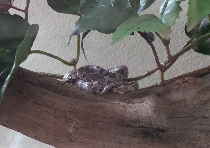 Ghost corn snake