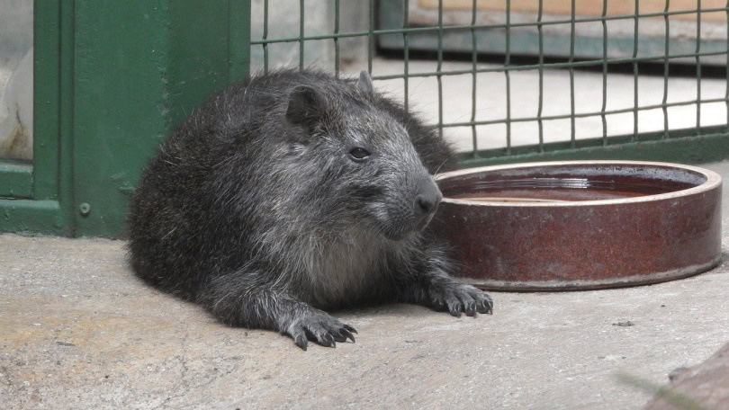 Giant Hutia