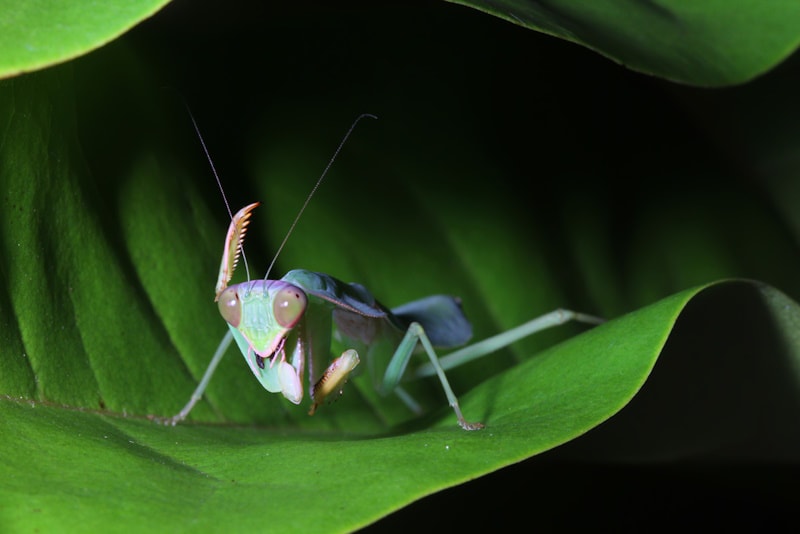 Giant Shield Mantis close up on a leaf