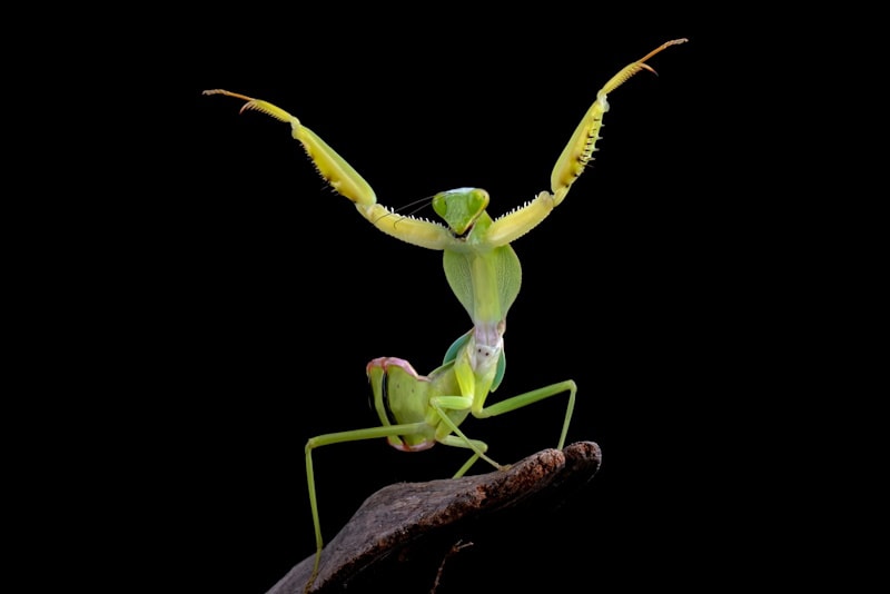 Giant Shield Mantis in a defensive pose