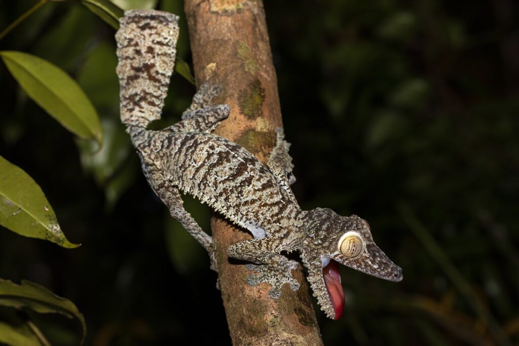 Giant leaf-tailed gecko on the tree