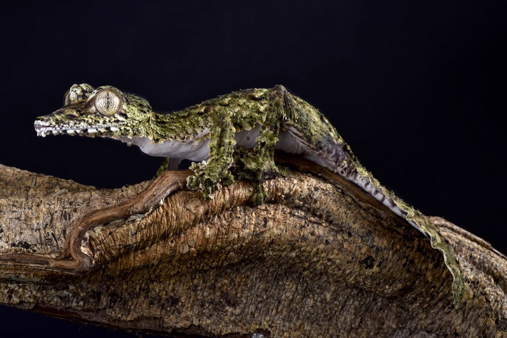 Giant leaf-tailed gecko