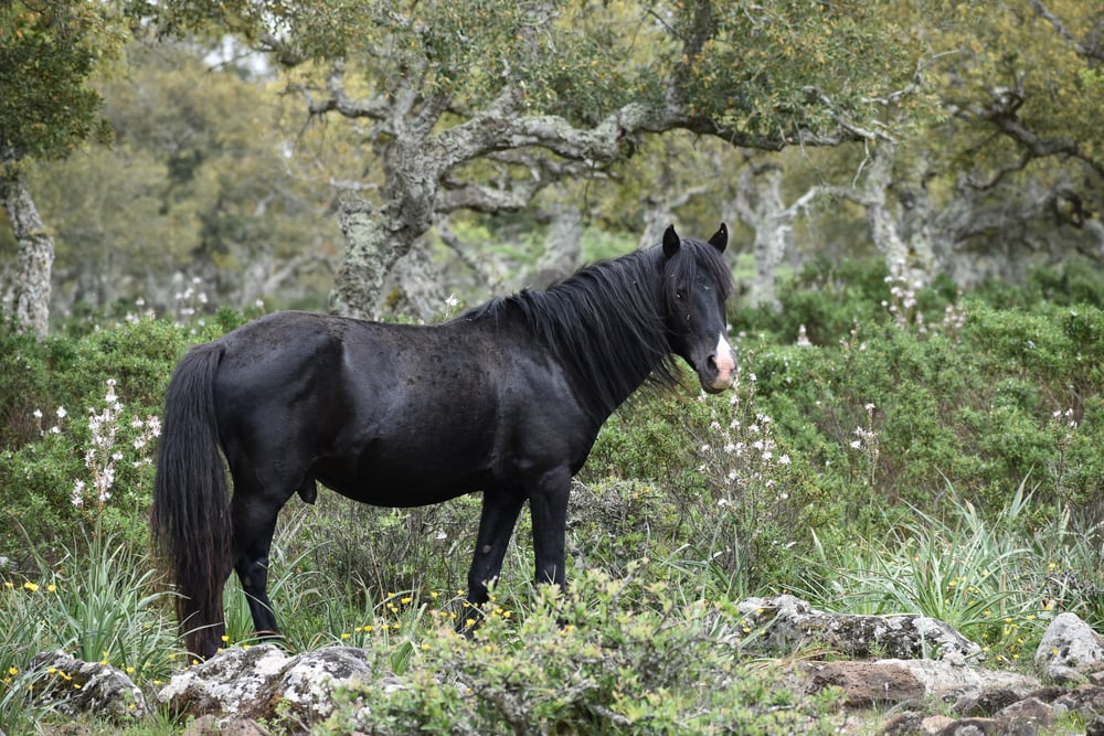 Giara horse in the wild