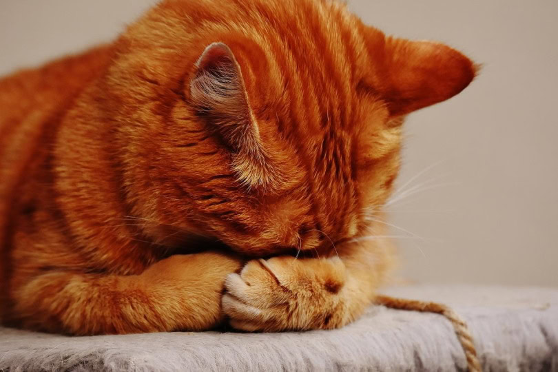 Ginger kitten nodding off to sleep