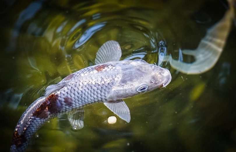 Ginrin koi