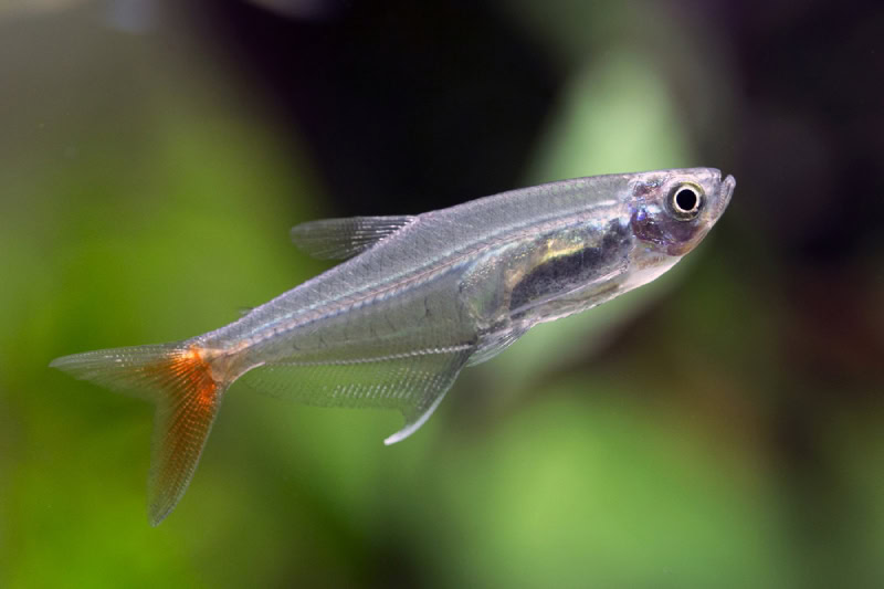 Glass bloodfin tetra