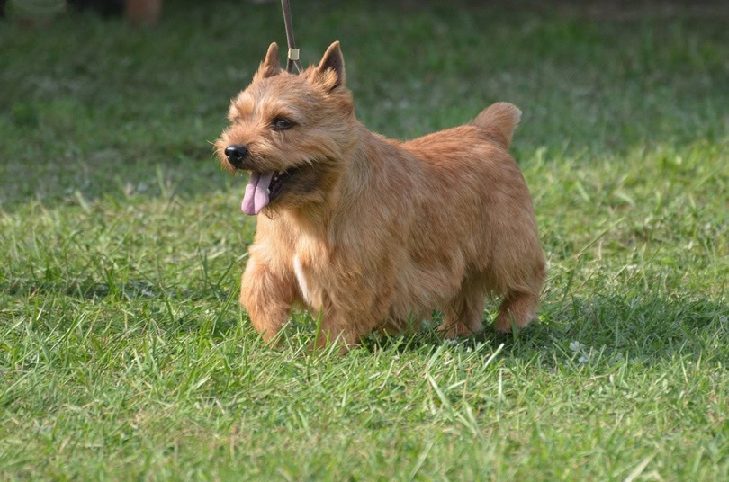 Glen of Imaal terrier_DejaVuDesigns_shutterstock
