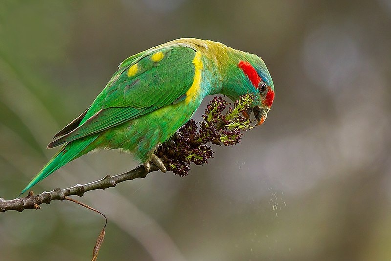 Glossopsitta concinna