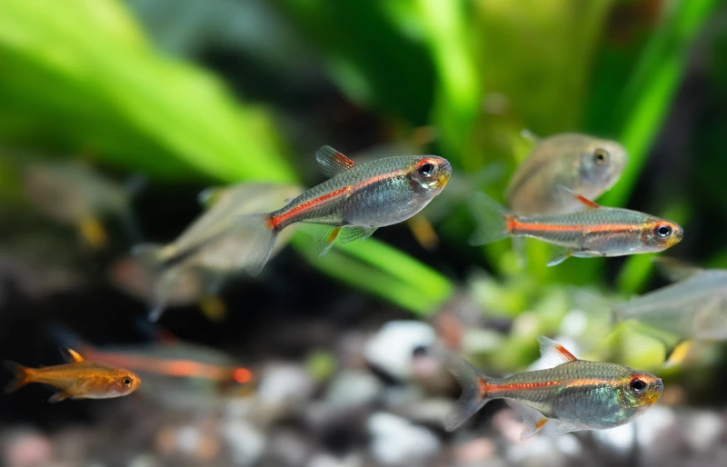 Glowlight tetra or Hemigrammus erythrozonus, silver in colour and a bright iridescent orange to red stripe