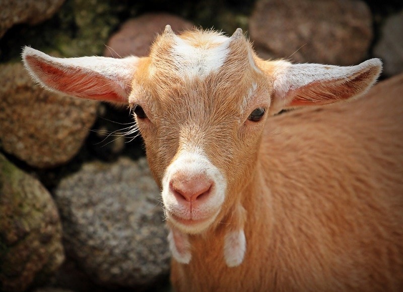Goat