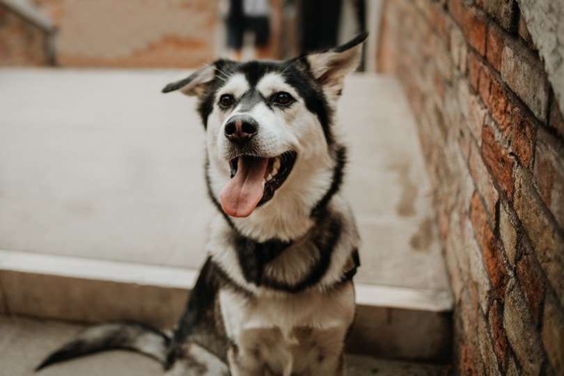 Goberian Dog Breed