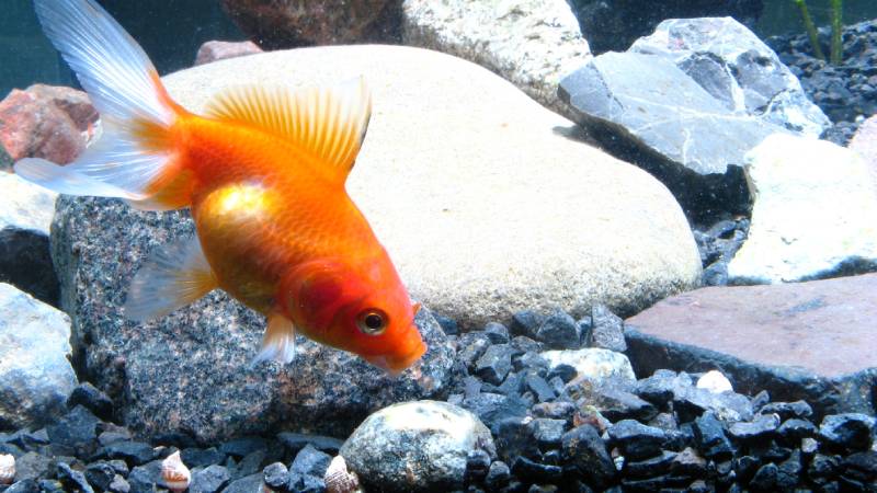 Gold fish swim near gravel