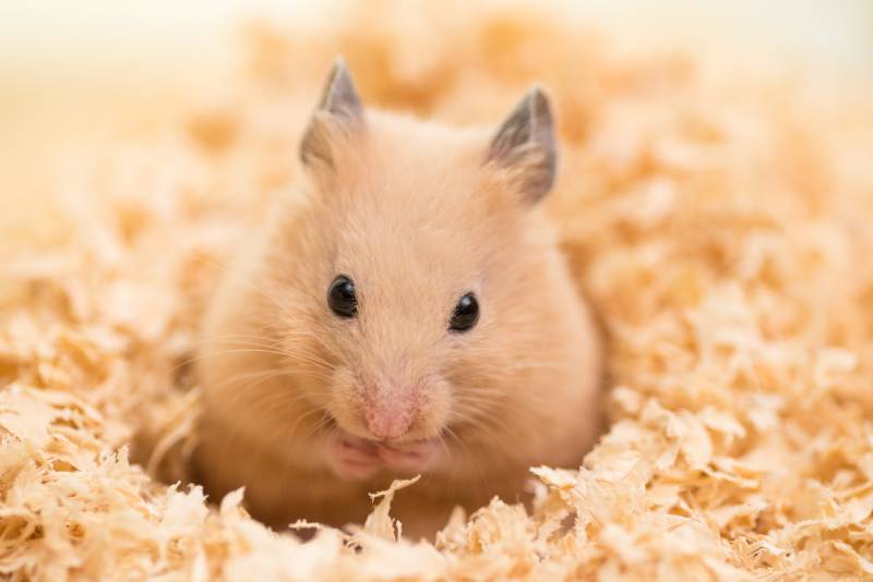 Golden Hamster on wooden chips