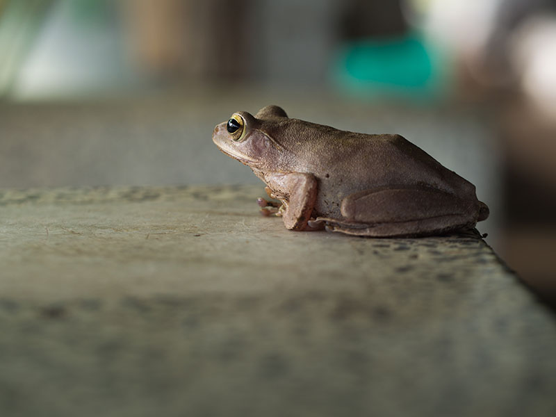 Golden Tree Frog Sitting on The Table