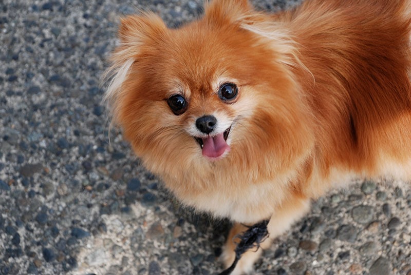 Golden-teacup-pomeranian