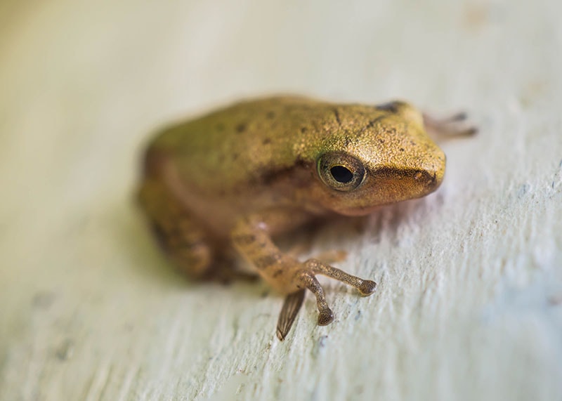 Golden tree frog look very calm on nature background.