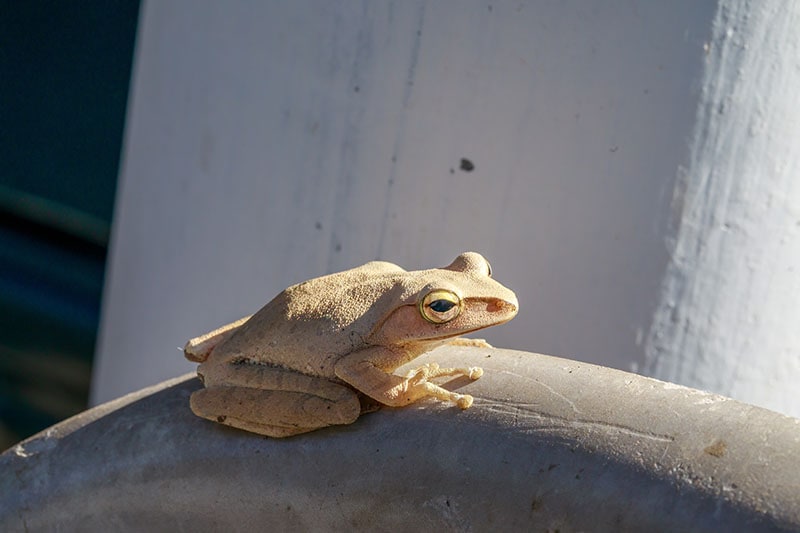 Golden tree frog sitting in the sun