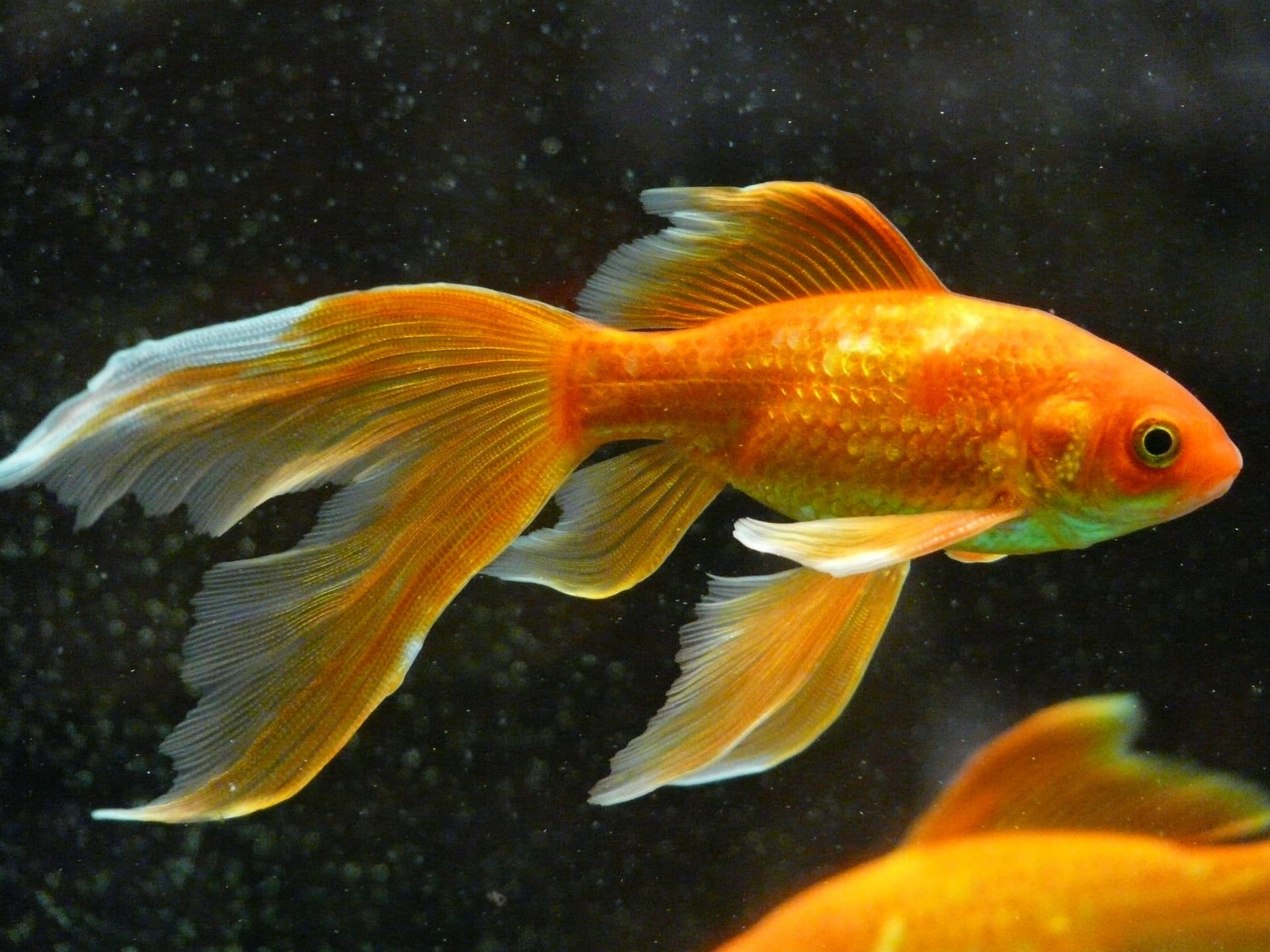Goldfish in a tank