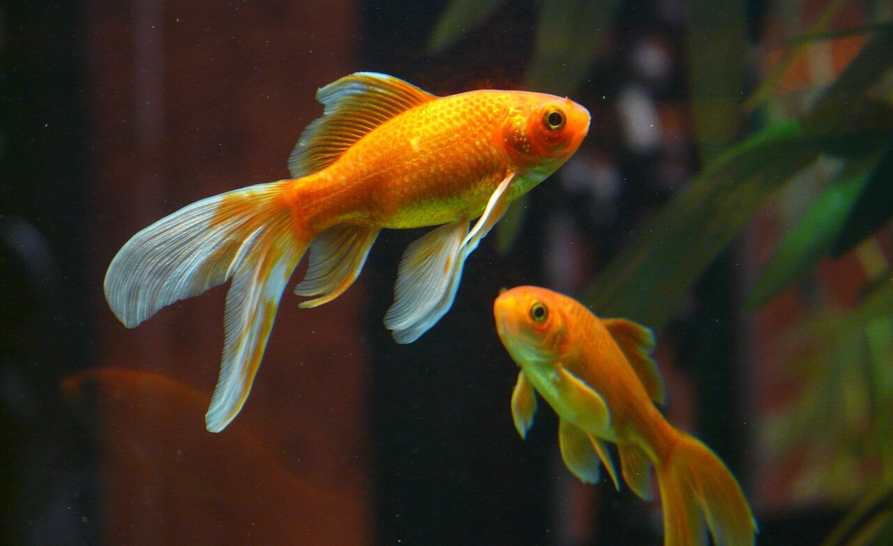 Goldfish aquaponics