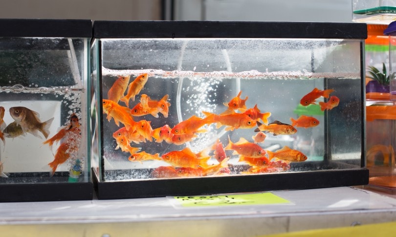 Goldfish filter