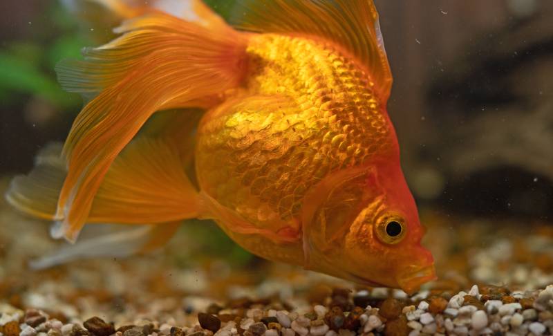 Goldfish in aquarium with plants and stones