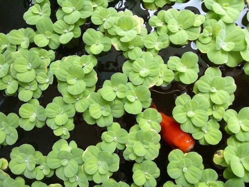 duckweed and goldfish