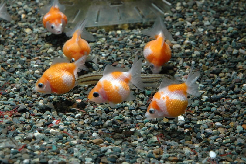 Goldfish tank with gravel substrate