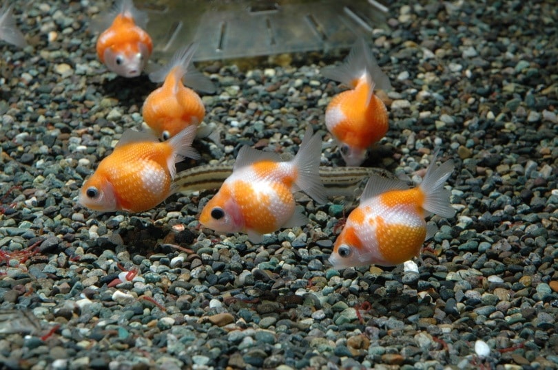 Goldfish