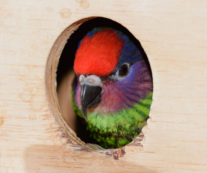 Goldie's Lorikeet Looking out of a wooden nest_CrystalMage_Shutterstock