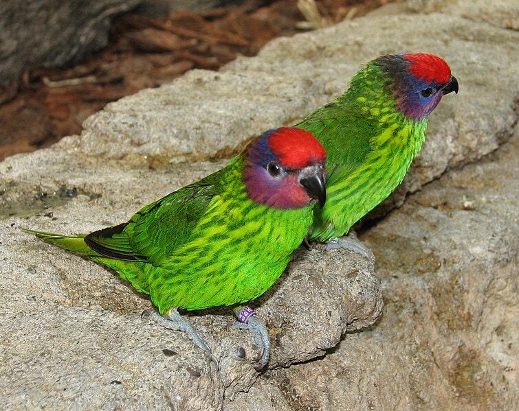 Goldies Lorikeet