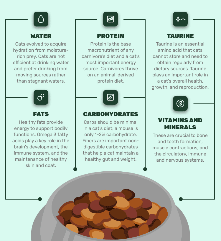Cats nutritional needs