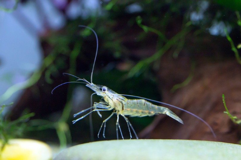 Grass Shrimp